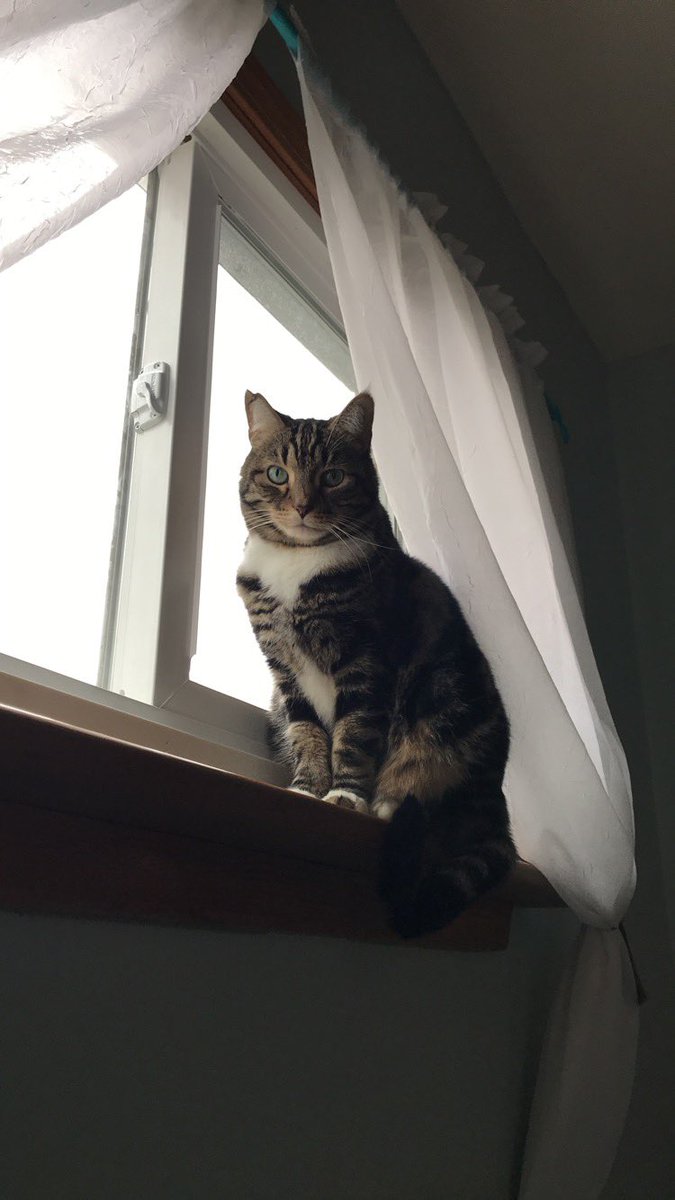 Gonna miss you Mr. Walt. One of the best cats I’ve ever had the pleasure of owning. 

Smudge will miss ya big guy.