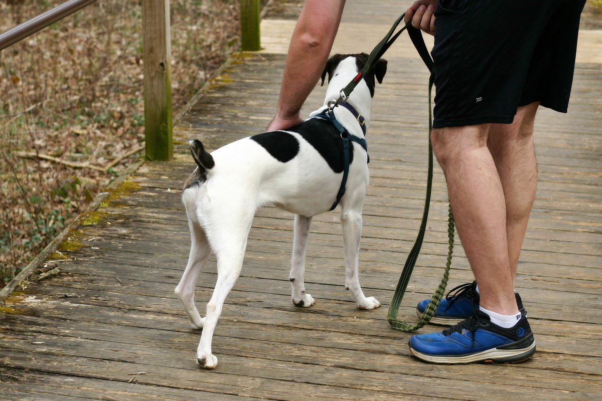 julira_art's tweet image. Of course, I had to snap some portraits of Willow because she is perfect (even though she is struggling to learn her trail👏🏽manners👏🏽) #traildogs #adventuredogs