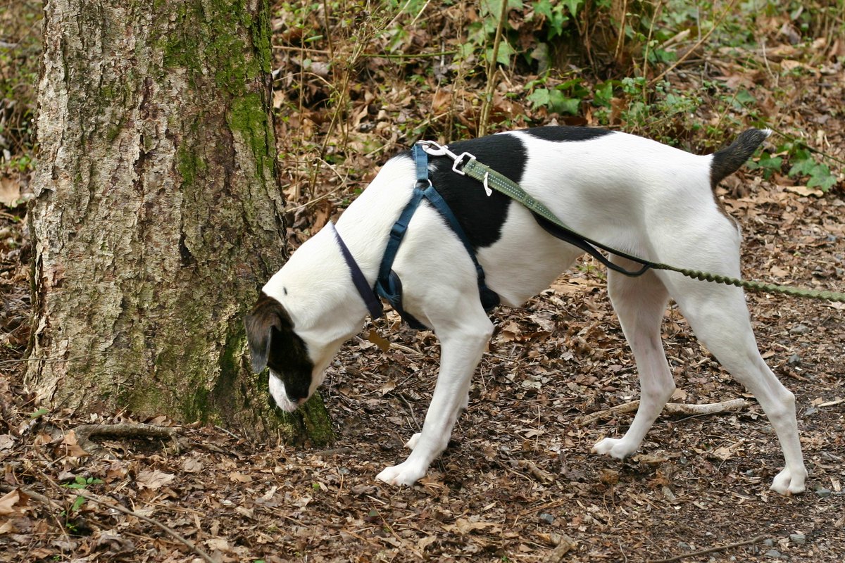 julira_art's tweet image. Of course, I had to snap some portraits of Willow because she is perfect (even though she is struggling to learn her trail👏🏽manners👏🏽) #traildogs #adventuredogs
