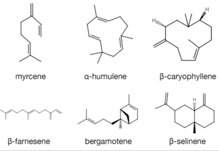 JamieNWilkinson's tweet photo. Blast from the past! 🔥

Remembering a biochemistry 🔬🧪 from my #pharmacy school 💊 days during my evening course to become a #microbrewer 🍺 

Belgians take beer brewing seriously, looking forward to this entire module on brewing biochemistry! 🥳

#lifelonglearning #hobby https://t.co/KNww7HwOd2