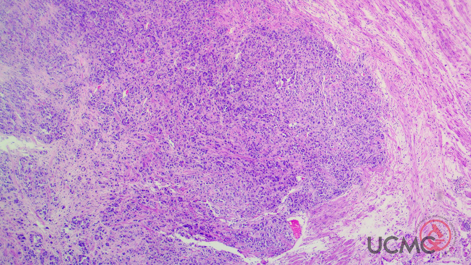 UCincy Path on Twitter: 