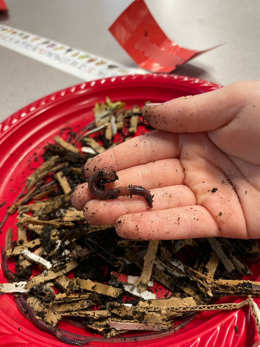 MrsWegert's tweet photo. How can worms help our school #garden? #Vermicomposting can provide us with an #organic, nutrient-rich fertilizer for our #vegetables! 2nd grade examines the life of a #redwiggler, provides care, & collects data to analyze health. @Lyons_ES @svvsd #STEM #STEMeducation https://t.co/7LDlpdtrG7