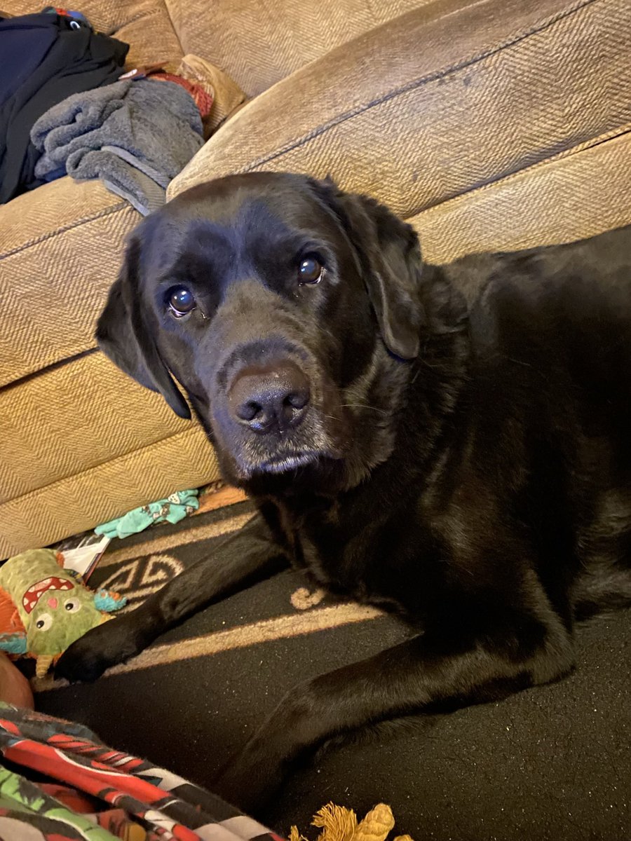 GuideDogSparky's tweet photo. @IWhittakerDakin @RebecTV https://t.co/DcsLmrIZ5m
