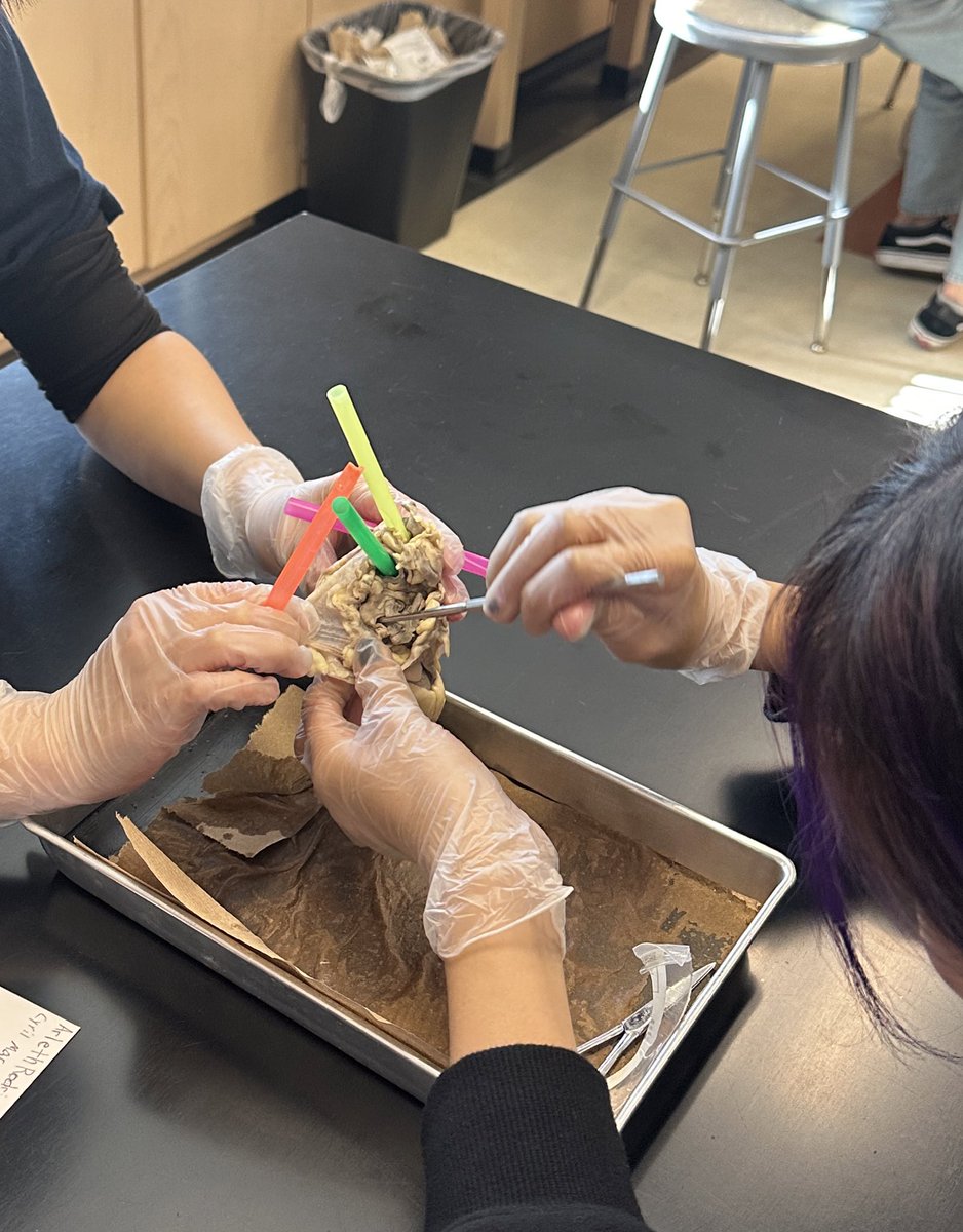 hellomsyang's tweet photo. Heart dissection week @ChaffeyHSTigers A&P students learning the parts of the heart 🐑🫀 #funinthelab #TCELL https://t.co/HwshG71FFg