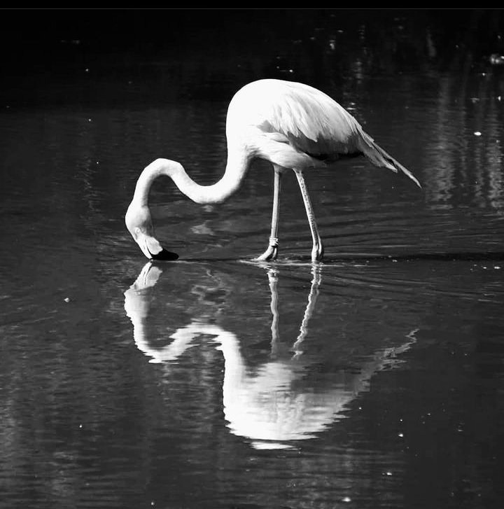 Hannela_Sire's tweet image. Elegant and peaceful, like the still waters..
photocredit: #maxworks