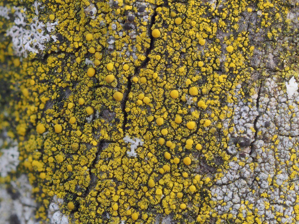 Trematodon's tweet photo. A pretty yellow lichen that's similar and, I assume, closely related to the foliose "candleflame lichens" in the genus Candelaria but is strictly crustose and bears abundant spore-producing apothecia, this is a "goldspeck lichen," genus Candelariella. https://t.co/SfzMGPruJ5