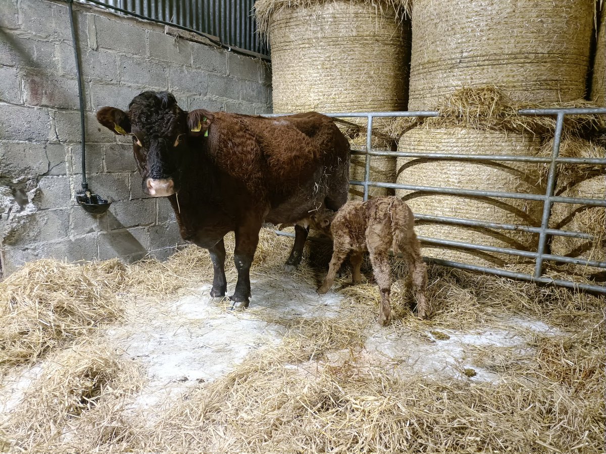 David Whelehan tweet media