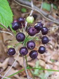 CurableSmoothie's tweet photo. #Overcome Infertility -- The Effects of #Sarsaparilla (Smilax Officinalis) in #Inertility https://t.co/tfHDg4SM4p https://t.co/IuIN2lKfho