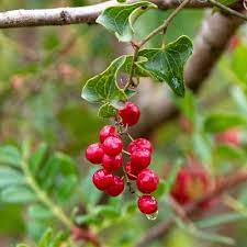 CurableSmoothie's tweet photo. #Overcome Infertility -- The Effects of #Sarsaparilla (Smilax Officinalis) in #Inertility https://t.co/tfHDg4SM4p https://t.co/IuIN2lKfho