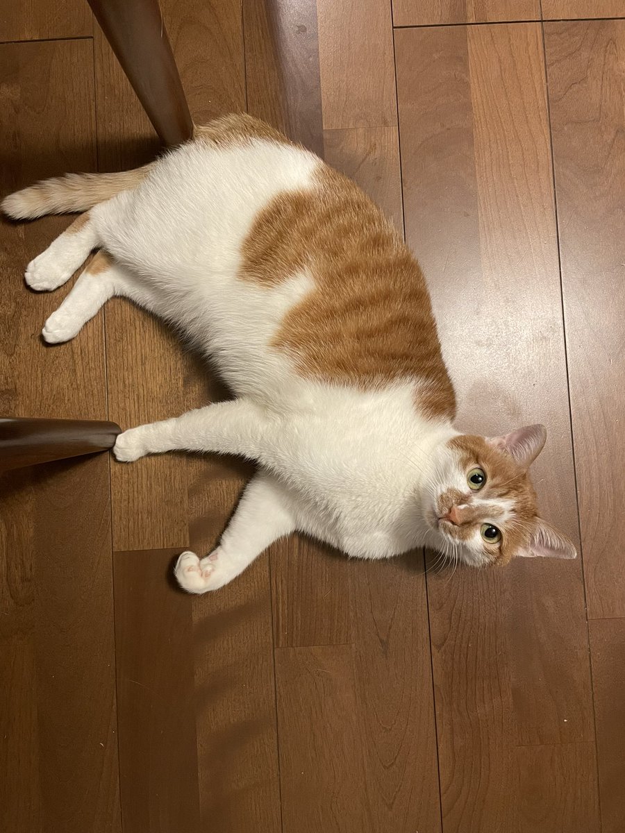 January is over too soon.meow!ฅ^•ﻌ•^ฅ♡ 
#cat #tsukushi #japan #meow