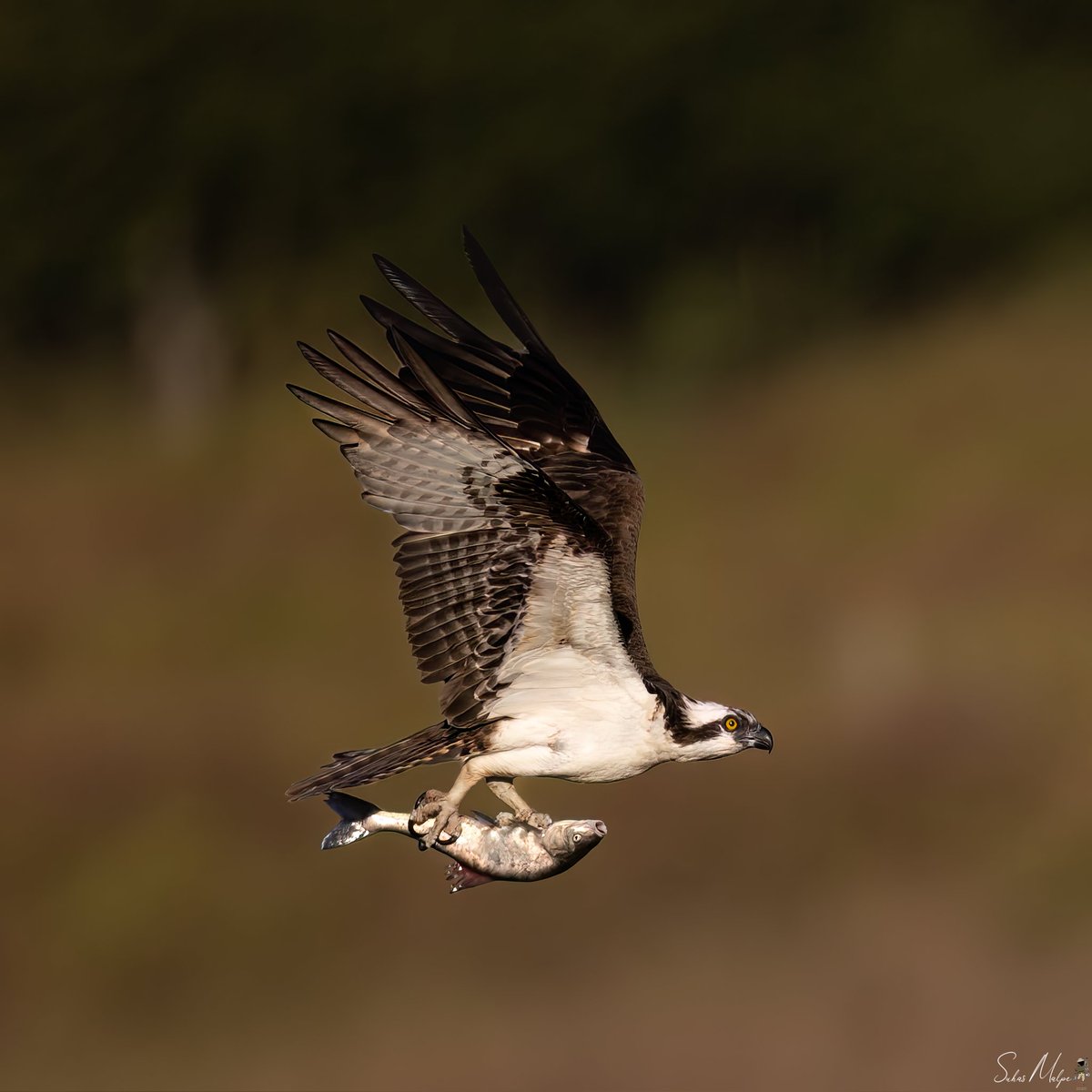 There are tales of weak and hungry ospreys being dragged to the bottom, unable to release the fish or lift off from the water successfully. But this male is strong, and those long, curved claws are for an unbreakable hold #osprey #birds #birdphotography #bird #photography #canon