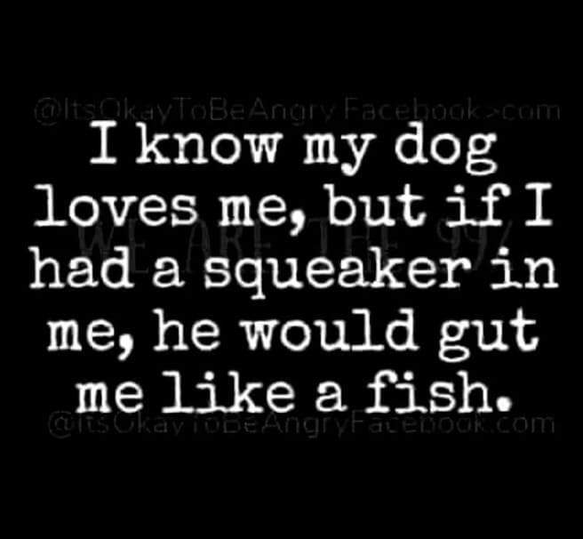 SonjaKeene2's tweet photo. Life with a German Shepherd 😉🤣
#housewolf #toysarelife https://t.co/ud1kJFdZ2t