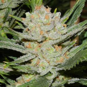 NugDatabase's tweet photo. #Strain of the day: #WhiteLemon π
#Crazy #Earthy π flavors with hints of #Pepper πΆοΈ and #Incense
Comment and Enjoy! βπ¬οΈ
https://t.co/8EWmFXQOmt
#CannabisCulture #StrainOfTheDay #WeedLovers #StonerFam
π₯π²ππ¨ https://t.co/gG8LeZUdSf