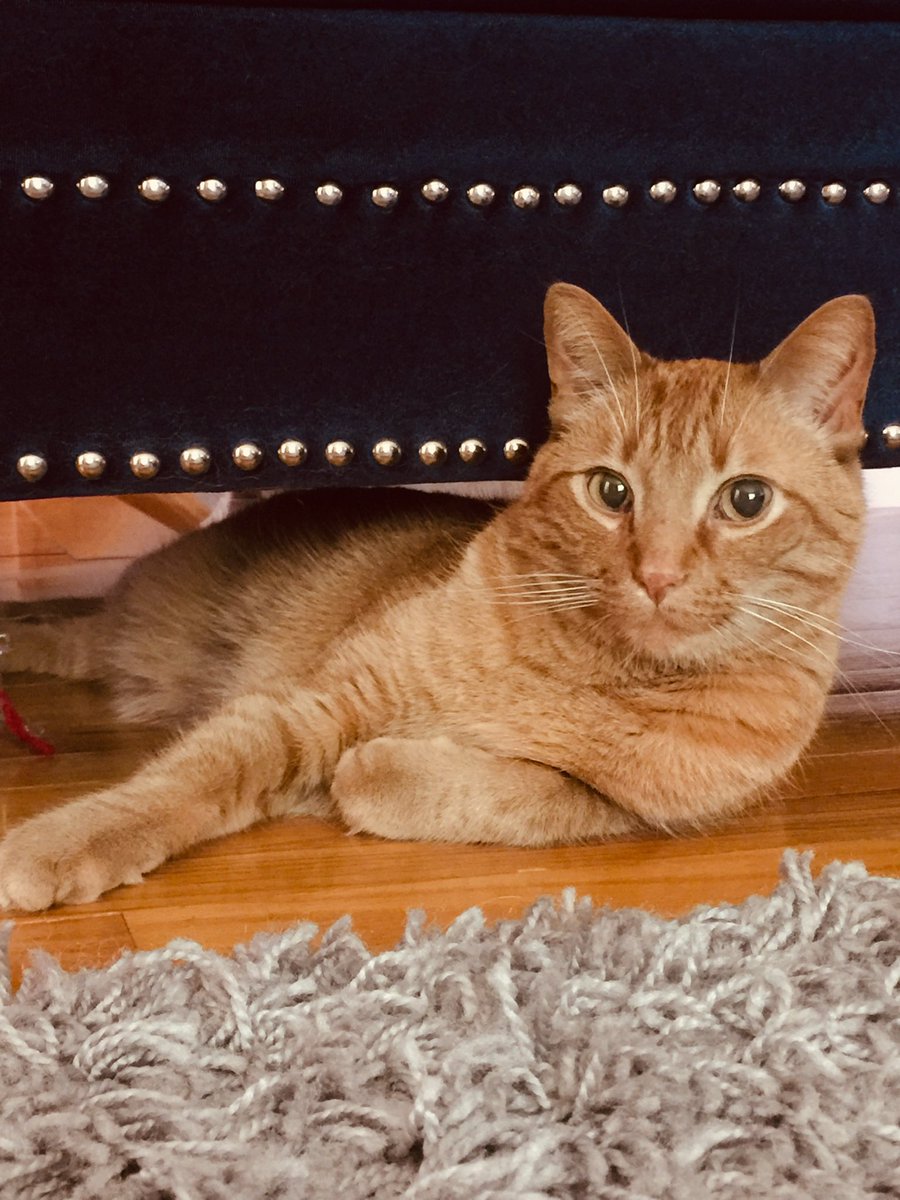 SpoilsHim's tweet photo. @michaelscat2 The Joey Tribbiani of cats..”how you doin’?” https://t.co/ajd6vTcf7G