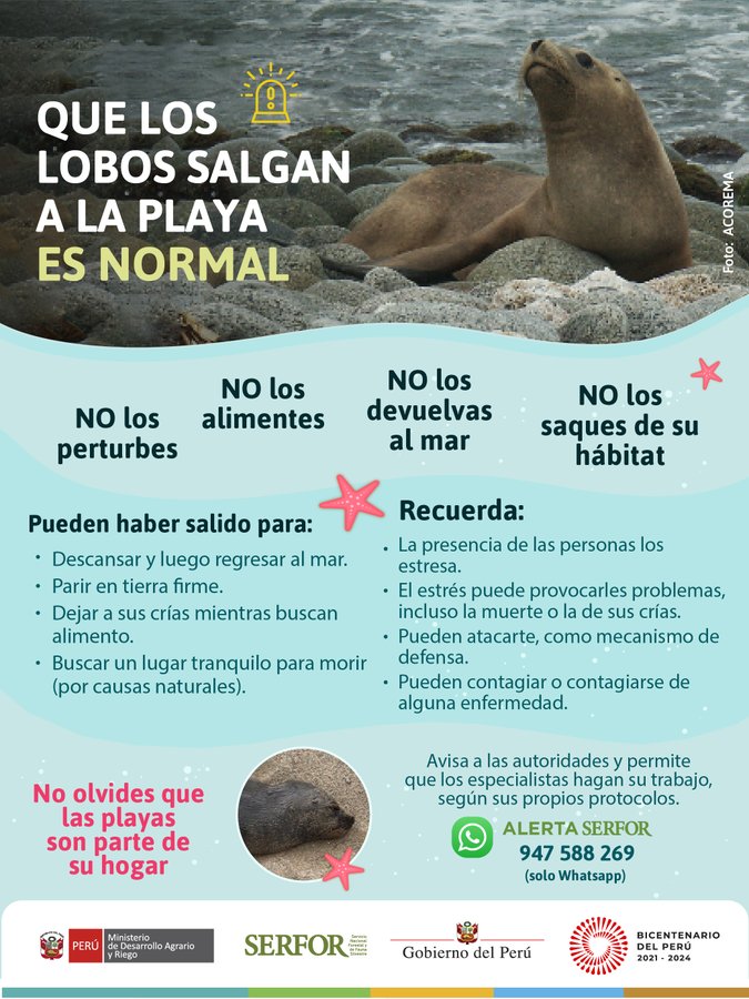 arlene_vv's tweet photo. #ATENCION Informate sobre qué hacer si ves lobos marinos en las playas. Si te parece que están enfermes, tampoco te acerques, y reportalo al mismo número de #AlertaSERFOR https://t.co/IEejgoqb5c