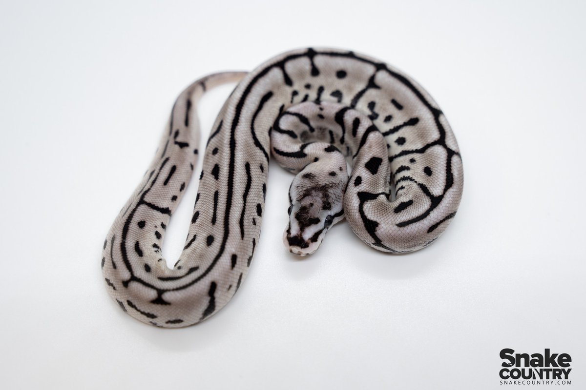 MorphMarket's tweet image. Leopard Spider SK Axanthic Ball Python by Snake Country buff.ly/3RiGAFS
