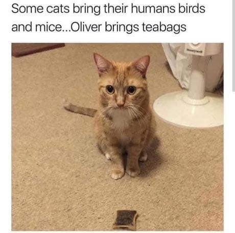 WholesomeMemes tweet media
