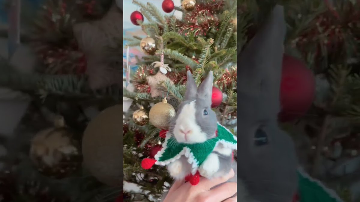 RabbitVideos's tweet image. Cute #Rabbit Christmas ...
 
rabbitvideos.com/89095/cute-rab…
 
#AnimalCompilation #AnimalLover #AnimalRescue #BabyBunny #BabyRabbit #BabyRabbits #Bunnies #CuteRabbit #CuteRabbitChristmasanimalshortpetsshortspetcutebunnyrabbitviralanimalsbunny #FunnyBunny #FunnyRabbit #Khargosh
