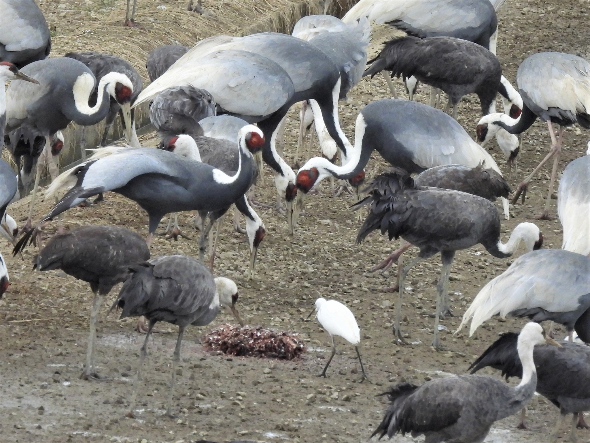 出水のツルと野鳥 〜Cranes & Wild Birds〜 on Twitter 