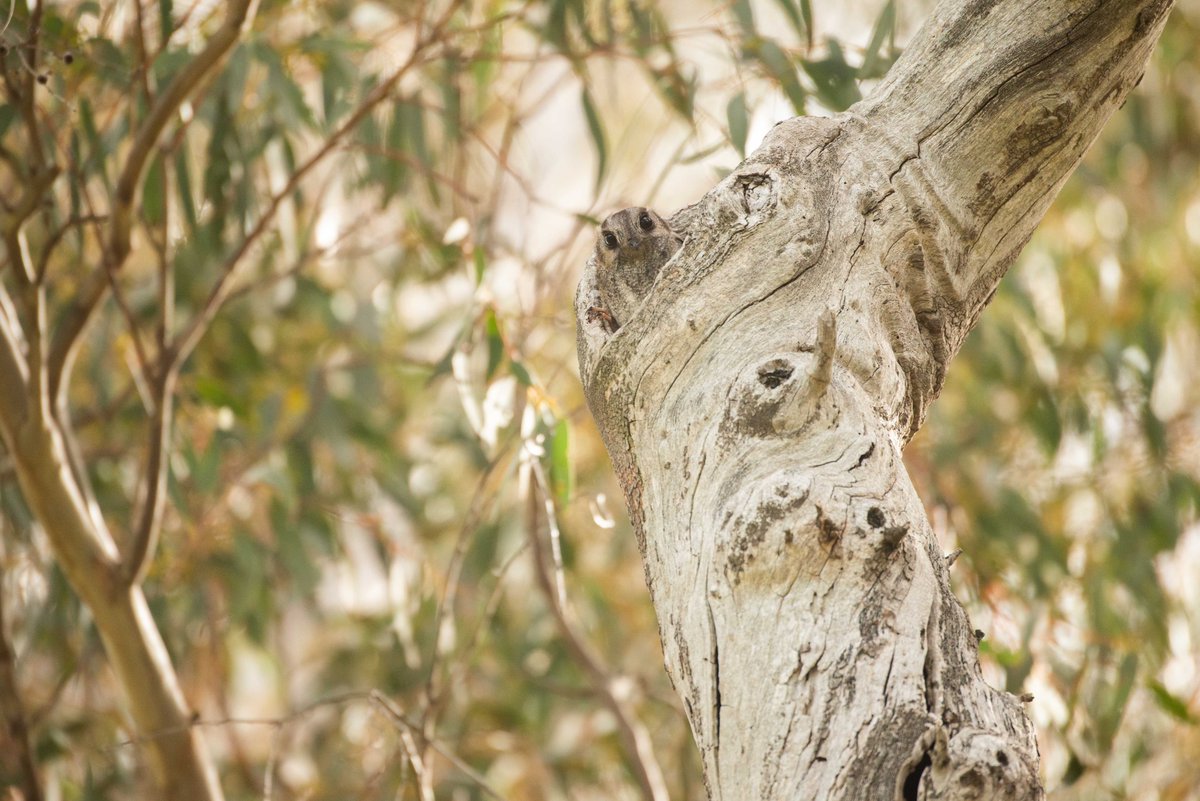 Henry Cook tweet media