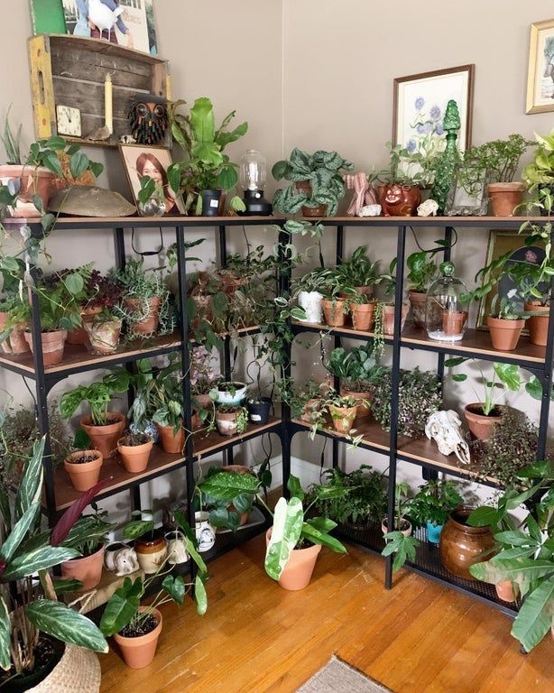 Spicy_Yokka17's tweet image. Sanji recibe todos los fines de semana una plantita nueva de parte de Zoro, la sala de su casita se ve algo así: