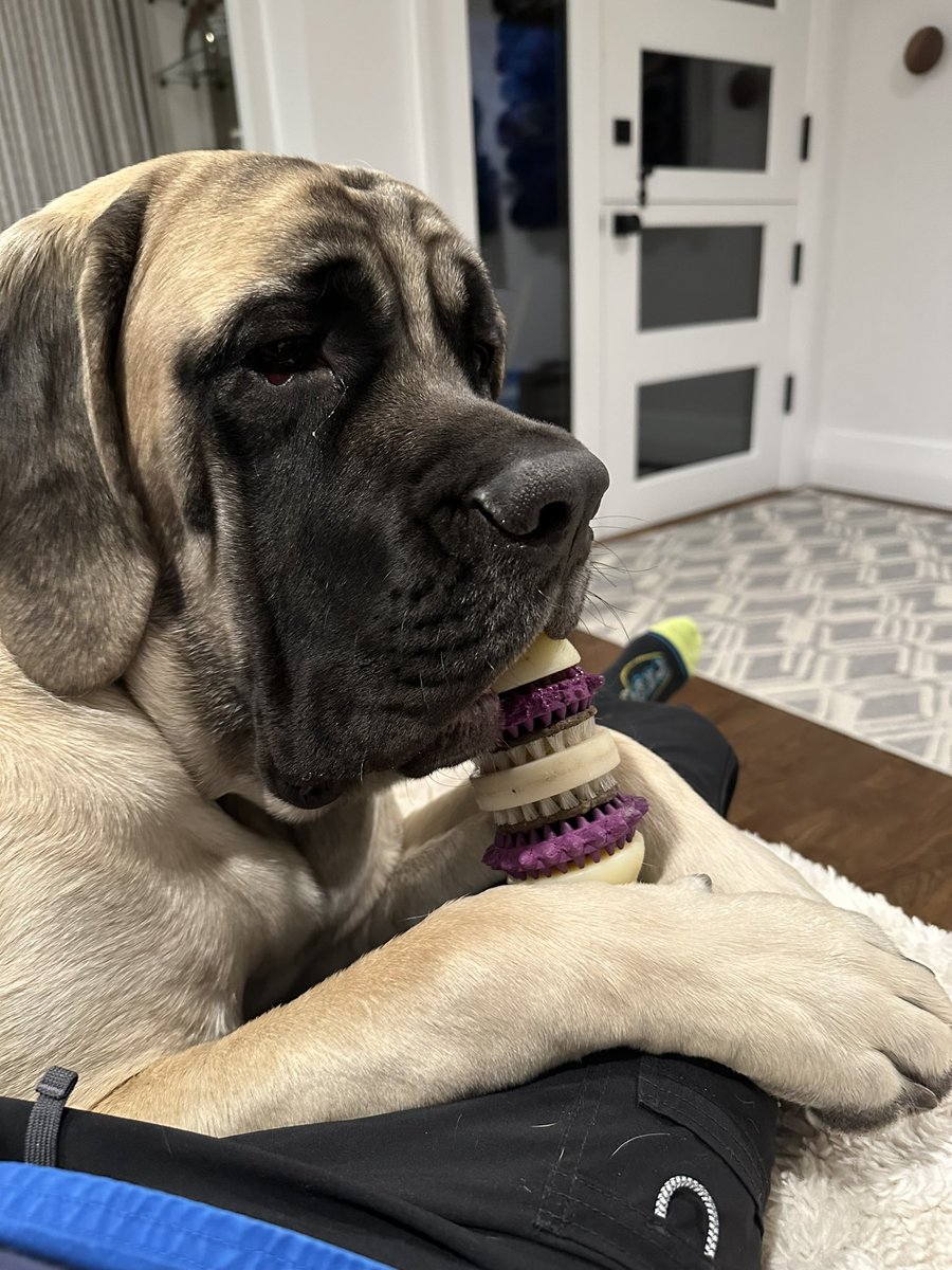 FELICITAS GARCIA on Twitter "RT BettyFordDog I’m home for a little