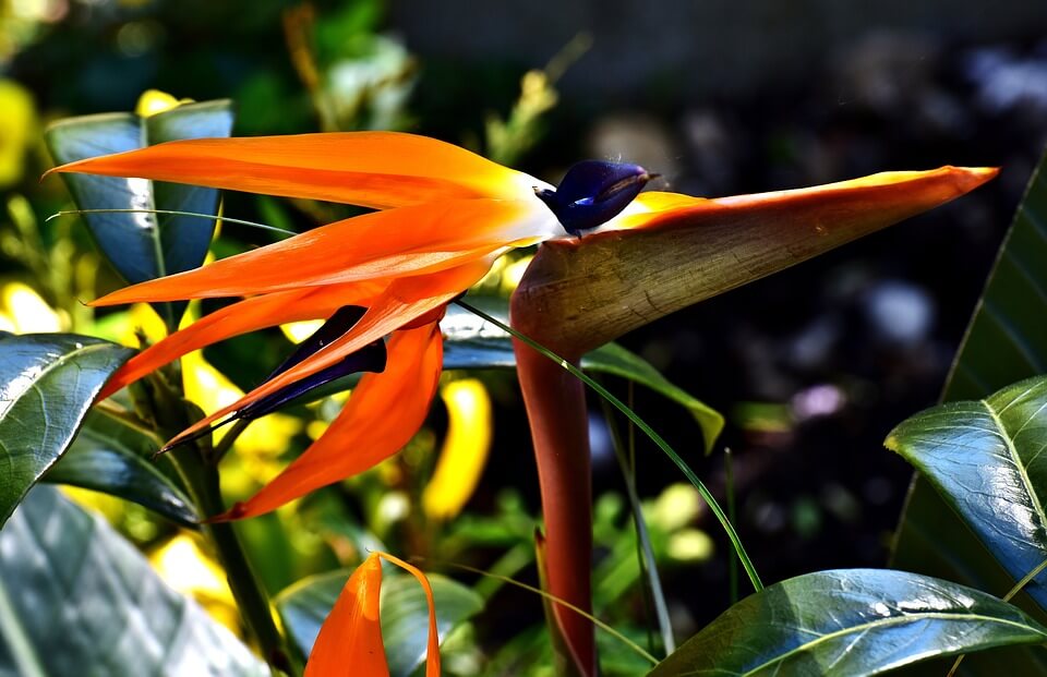 Agaclarneler's tweet photo. Cennet Kuşu Çiçeği (Strelitzia) , Doğu ve Güney Afrika kökenli bir bitkidir. #cennetkuşuçiçeği  #nature #CennetKuşuÇiçeğiÇeşitleri #cennetkuşuçiçeğifiyatı #CennetKuşuÇiçeğiHikayesi #starliçe #starliçebitkisi #starliçeçiçeği #çiçek #doğa #green #wood

https://t.co/D9tpvlLWX5 https://t.co/YuUGQrufcH