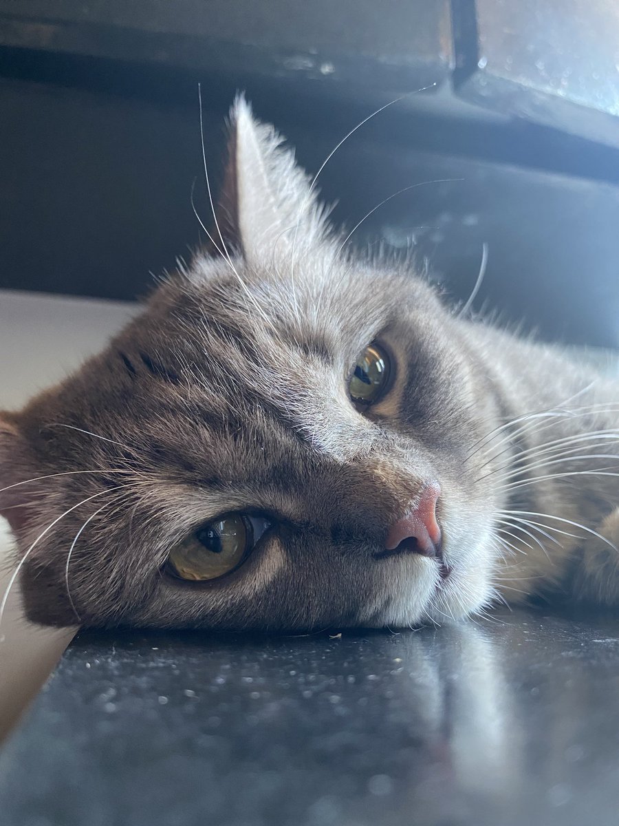 czaplatysma's tweet photo. she tired https://t.co/Zh6BoqeltW
