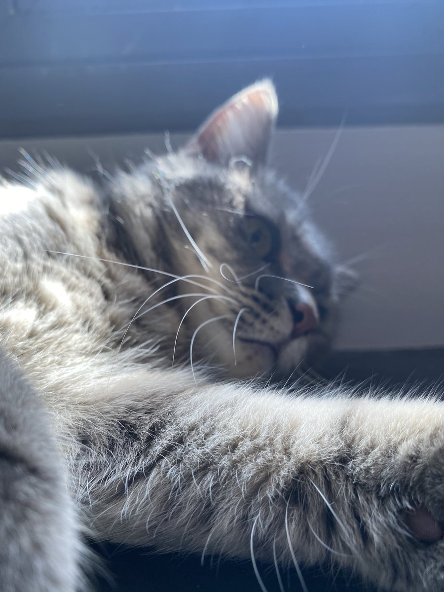 czaplatysma's tweet photo. she tired https://t.co/Zh6BoqeltW