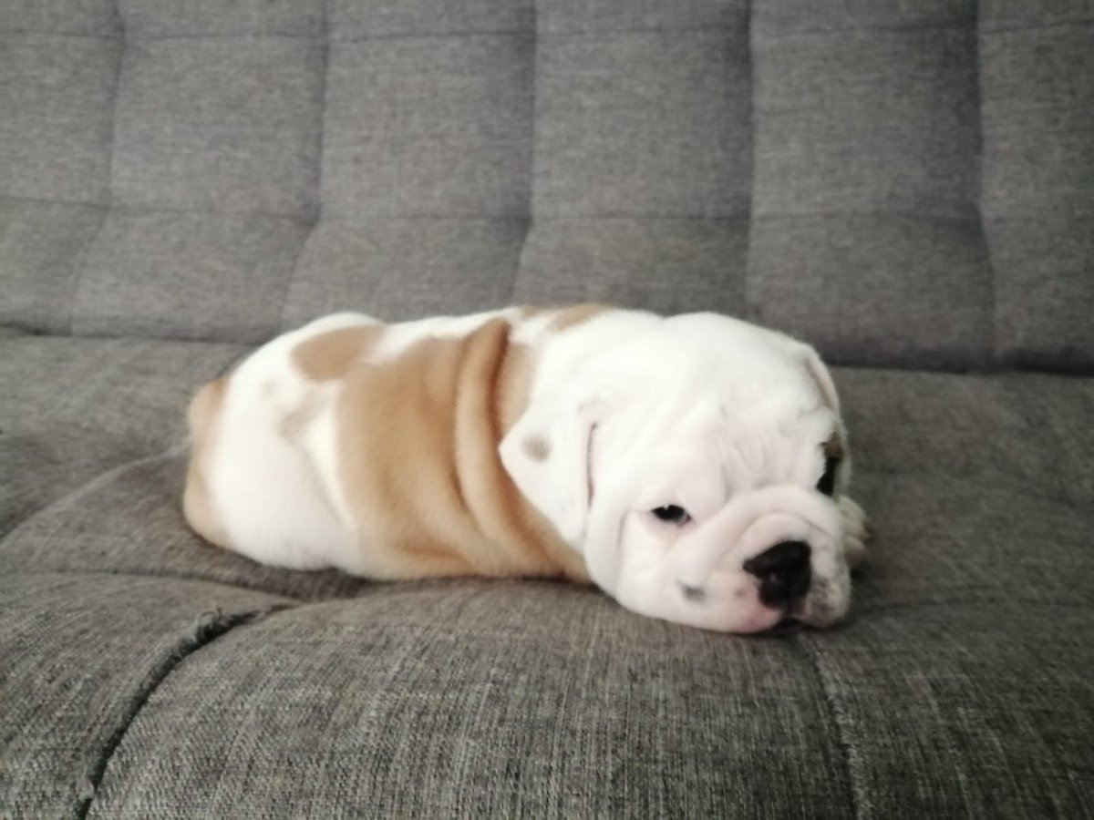 IvanRossta's tweet photo. Mega feliz porque mañana llega mi pequeñín hermoso!!😍💙#BRUNO https://t.co/y2qRHmf7Qg