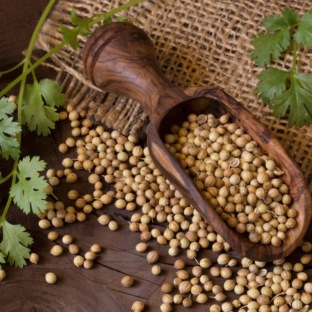 Coriander is an annual herb in the family Apiaceae. It is also known as Chinese parsley, dhania, or cilantro. 
#Indiherbs #Curcumina  #Coriander #Apiaceae #herbsandspices #Chineseparsley #freshherbs