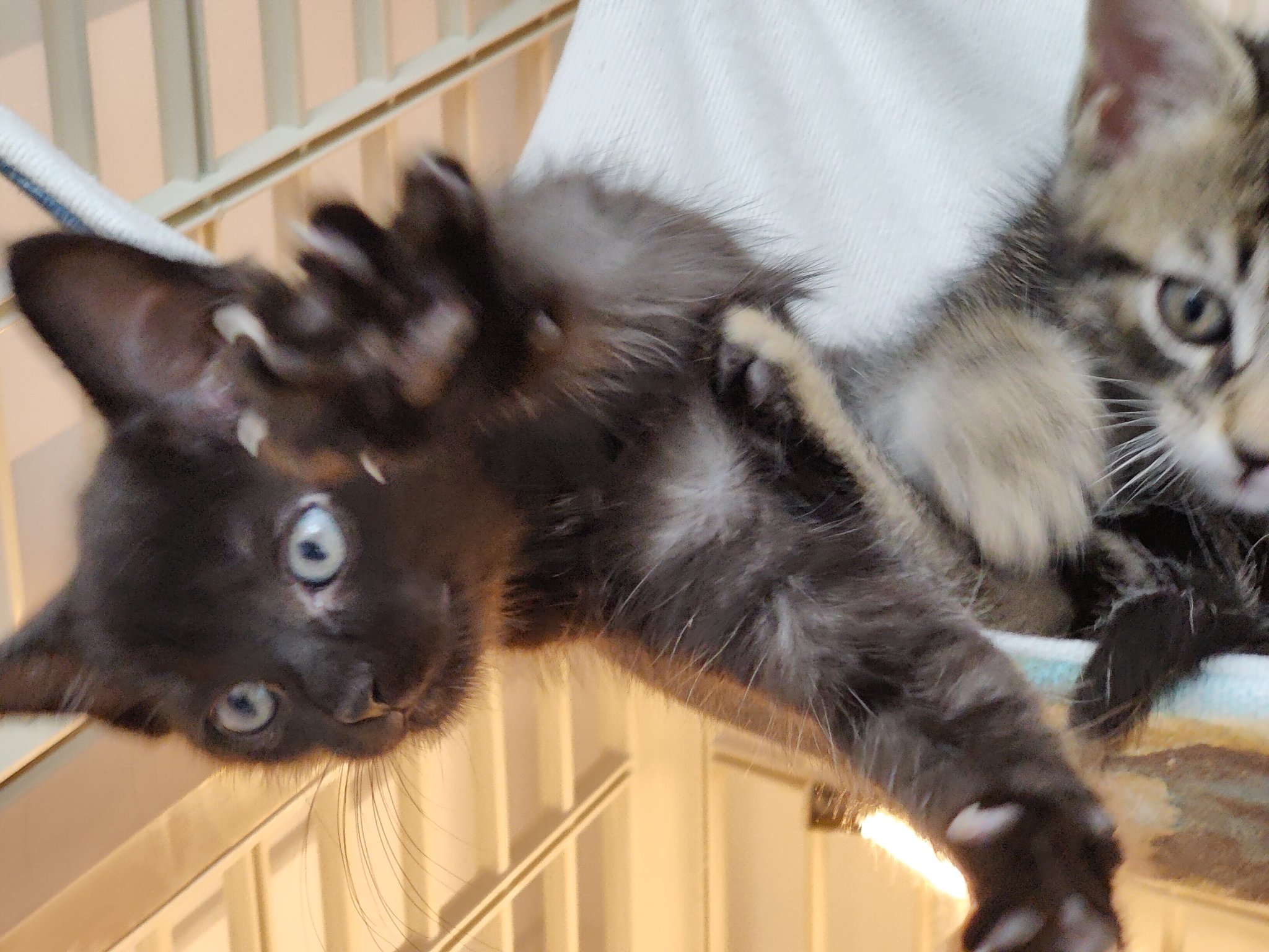 Kitten Academy kitten academy X
