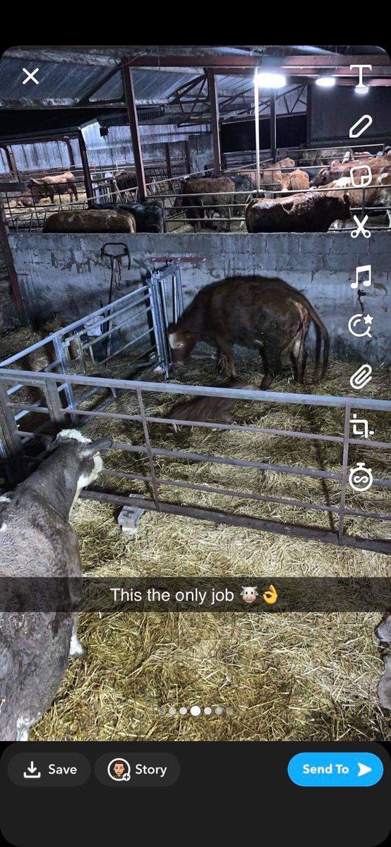 Got this from a customer last night, his gate is only installed a week but has made a massive change to calving. #guaranteedirish #innovation @FarmCompare