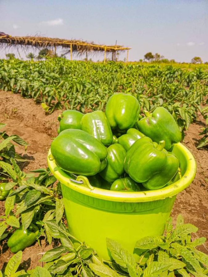 Sweet pepper farming is another profitable farm business to consider in 2023. Below are six tips