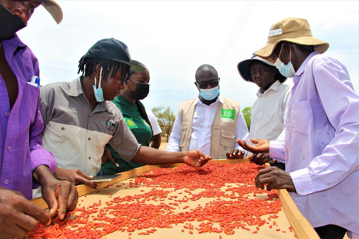 WHH Zimbabwe Welthungerhilfe tweet media