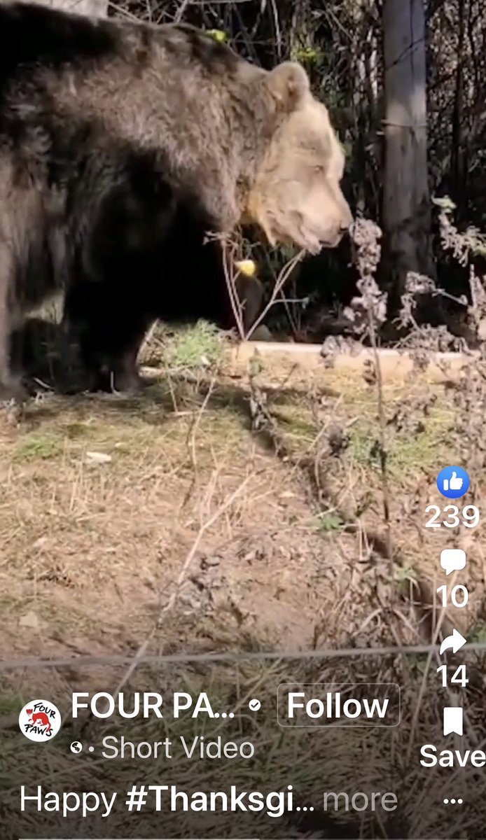 YNHallak's tweet image. #BearsNation #BearsTalk #bear
#bears facebook.com/reel/119445266…