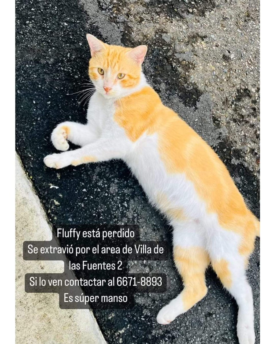 GatosPty's tweet photo. 🆘 Villa de las Fuentes 2
Ayudemos a que Fluffy regrese a su casa con su familia que la extraña mucho 😔 
#serviciosocial #gatitaperdida #panama #gatos #gato #cat #cats #perros #dogs #perro #dog #mascotasperdidas #animalitosperdidos https://t.co/2TNuihkY3E