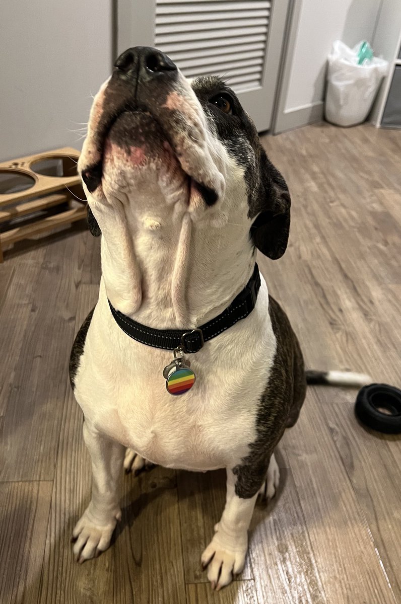 Kristin Chirico tweet media