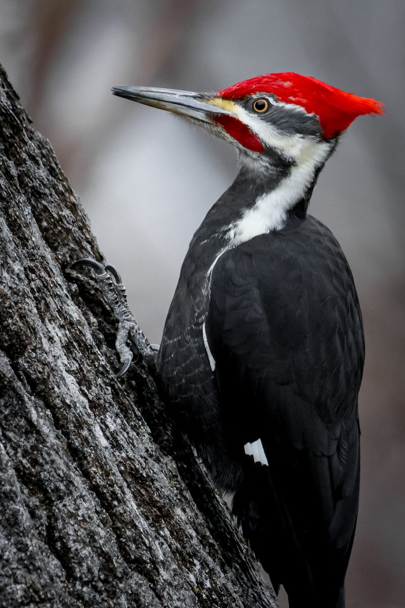 Pileated woodpecker - there's a pair that hammers the standing dead trees in my backyard every day.
Surprisingly skittish for such large birds.

Canon R6 Mark II, 840mm with teleconverter.
#birding #BirdsSeenIn2023 #canonfavpic