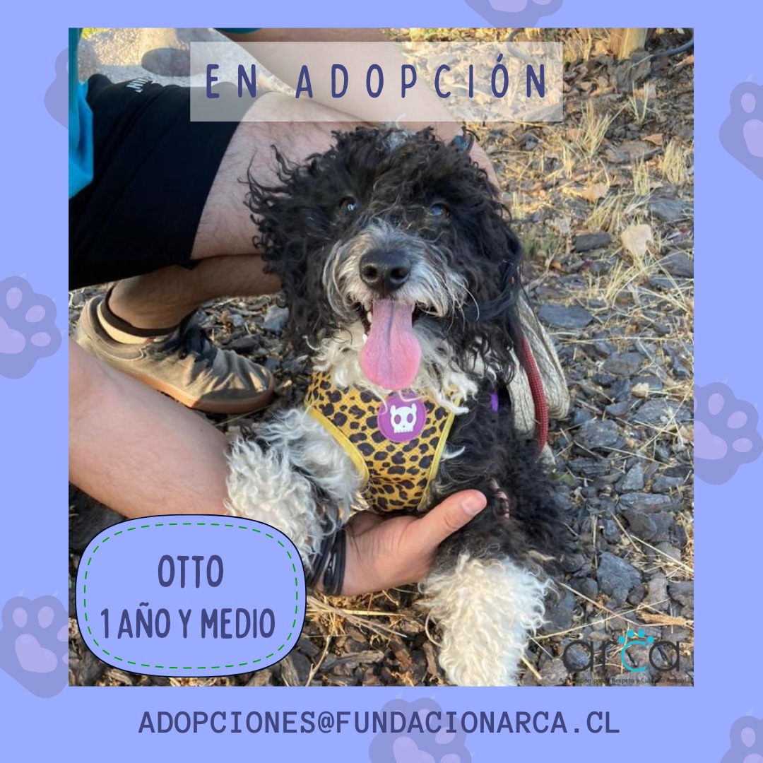 ¡Otto y está #EnAdopcion!🍀
Este tierno #perrito de un año y medio de edad, tamaño pequeño, está buscando una famili que lo ame y cuide
¿Quieres #Adoptar a Otto 😘? Escríbenos a adopciones@fundacionarca.cl 

#AdoptarSalvaVidas #AdoptaNoCompres