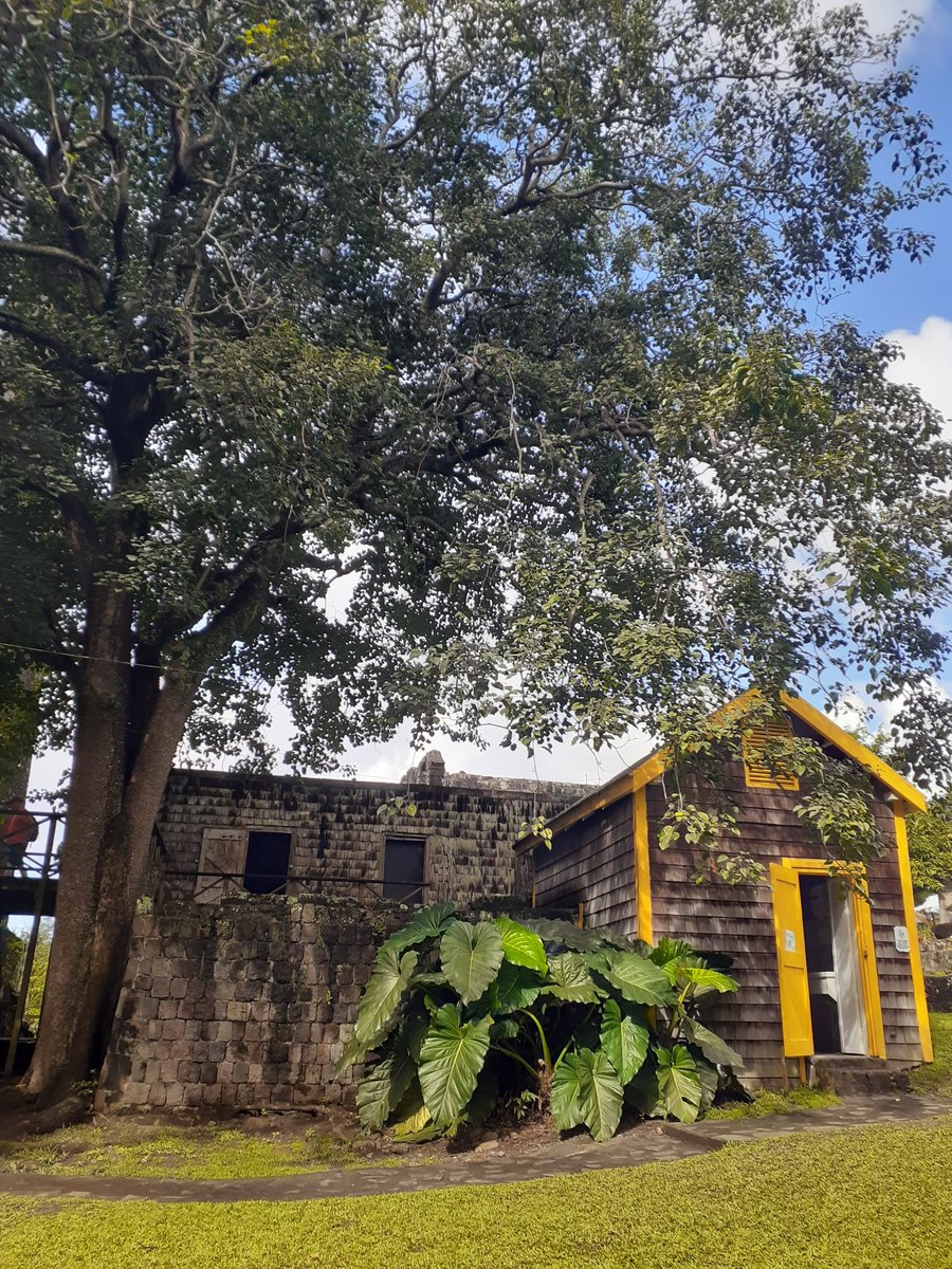 St.Kitts historic Wingfield Estate, site of the new @oldroadrum company. @StKittsTourism @oldroadrum #stkitts