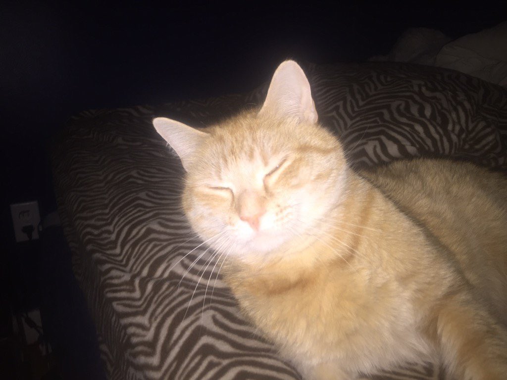 rhin0o's tweet photo. Rest in peace Mr Kitty. Those who met him know he was the most chill, cuddly, and loving cat. Love you forever ❤️❤️ https://t.co/al2kAUPmcq
