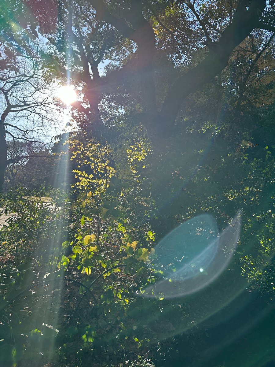 EllieJapan2022's tweet photo. sunshine from trees, how nice!!
#nature #Sunshine #SPRINGBREAK #familytime #新宿御苑 #Japan #Tokyo https://t.co/62DWMtaCg6