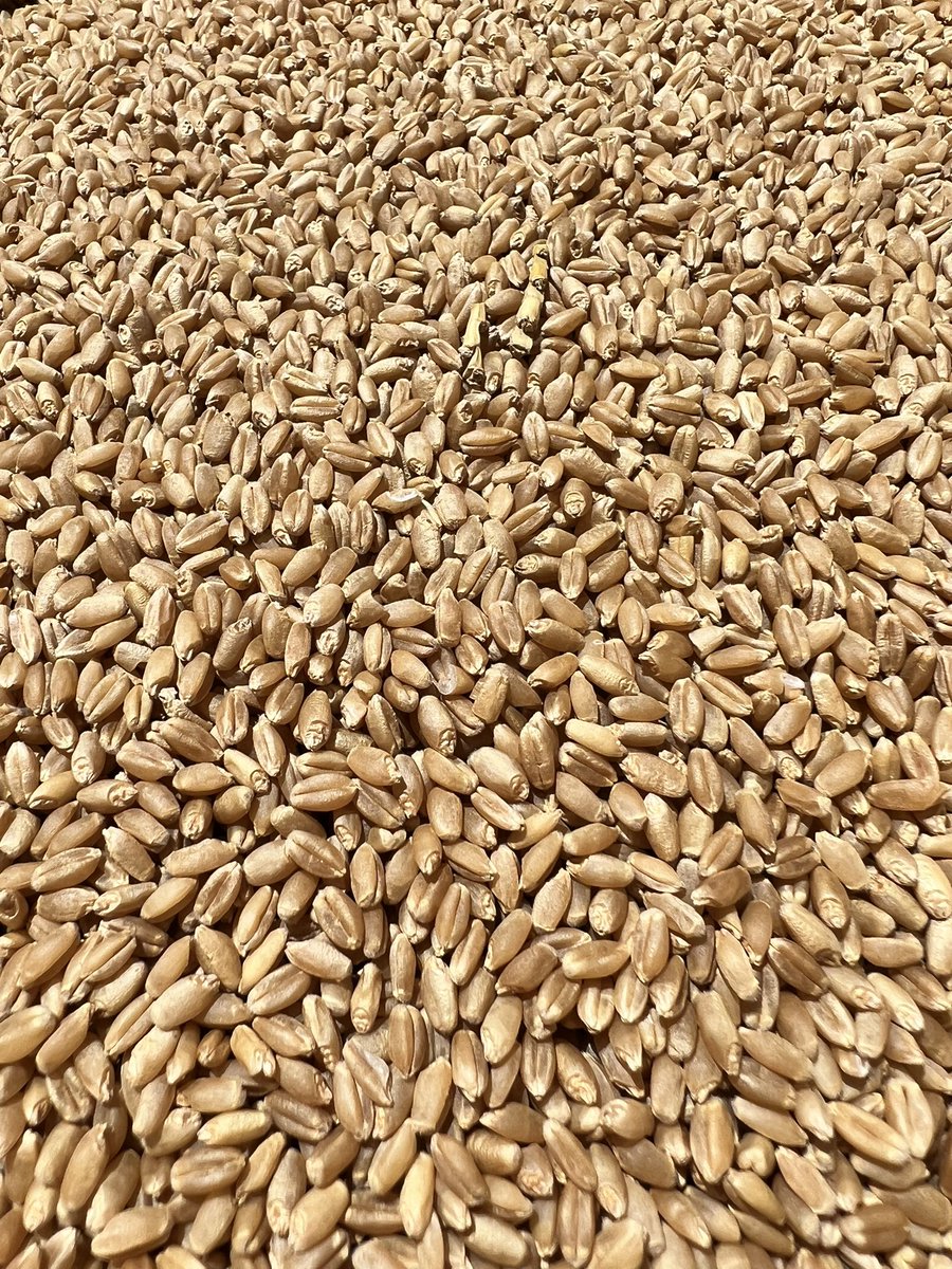wunderbarlamb's tweet photo. Got about 50t of @agtbreeding Denison on hand. Just wondering if there’s any interest out there before I run it to the silos? @honneragri https://t.co/YTF3aJQcSa