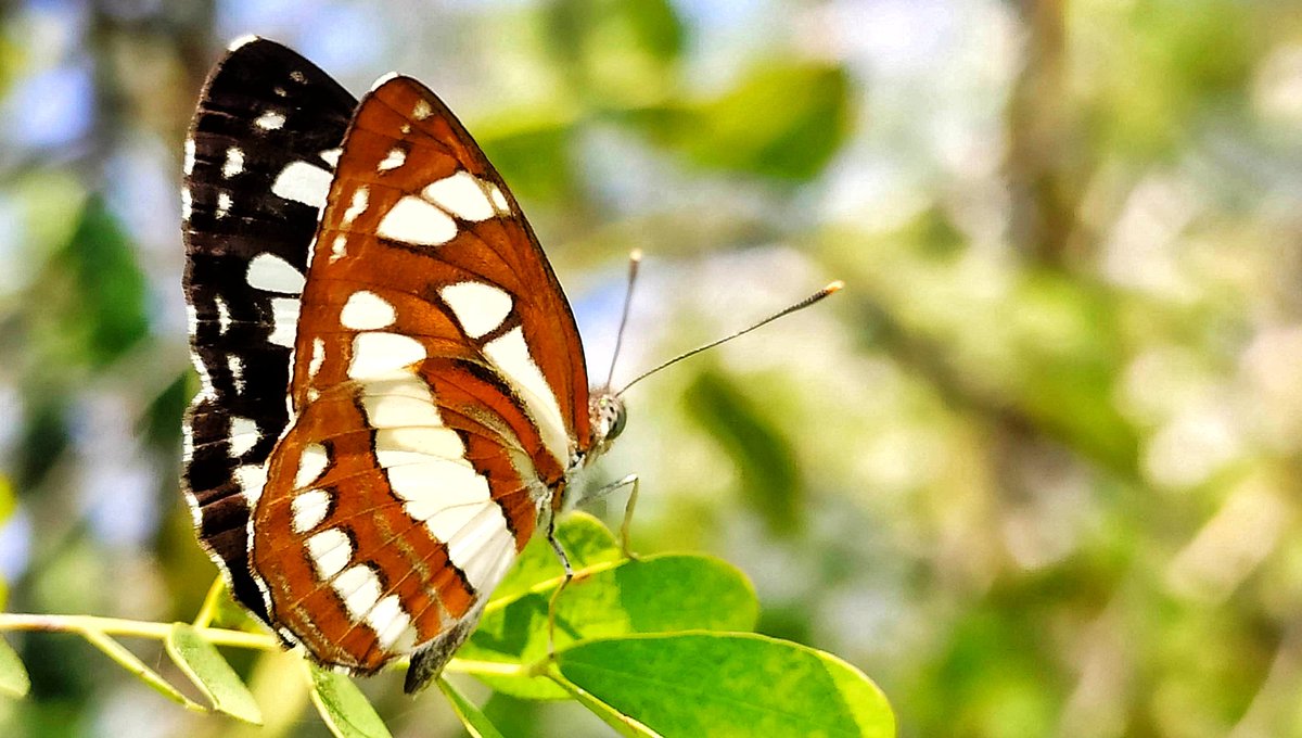 3d_india's tweet photo. Tuesday is For #TitliTuesday (butterflies and moths) by #IndiAves  

Post your butterfly World with us 😀 with #titlituesday

#macrohour  #thephotohour  #BBCWildlifePOTD #photography #natgeoindia #natgeowild #butterfly #butterflies #mobilephotography https://t.co/PQ32Izfo9g https://t.co/j0guDQPLNX