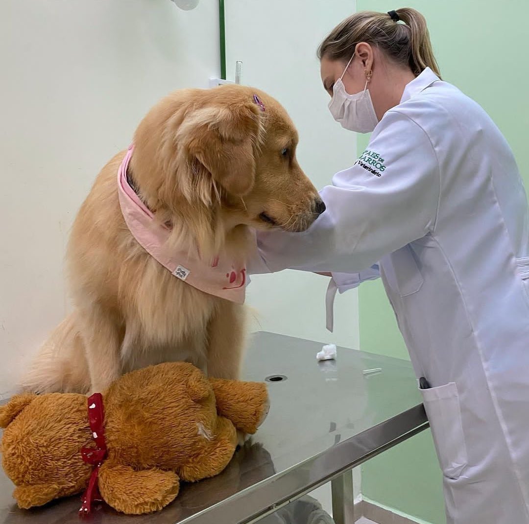 NewsDigitalesAr's tweet photo. Te quiero mucho perrita que va al Dogtor con su peluche. 😊♥️ https://t.co/gRZQmBmcYQ