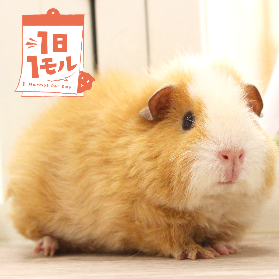 🤎1日1”モル”🤎

【今日のモル】
ぷっかちゃんが再登場！🌟

ゆめ牧場では
個性豊かなモル達約６０匹が
皆様のご来場をお待ちしてるの〜💖

2週間お付き合いいただき、ありがとうゆめ〜！

明日からは🐰1日1”うさ”🐰スタート！
こちらもよろしくなの〜✨

#成田ゆめ牧場  #モルモット #ふれあい