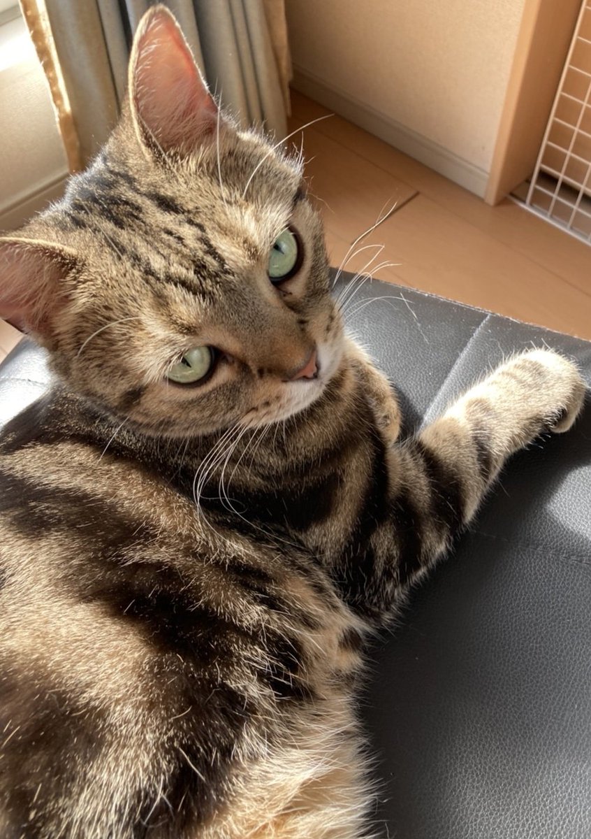 今日で力丸がうちに来てから丸７年です(^-^)！！

ずっと元気に健やかに毎日を過ごしてくれていることが何より嬉しいです😺😁