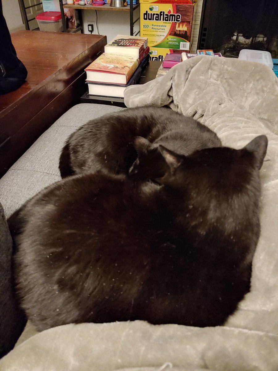 The reclusive gentlechonk is up close & sandwiched with his 'what's a personal bubble' brother snuggling my legs. Such good boys 😺❤😺 #housepanthers #brothers #CatsOfTwitter #CatsOnTwitter