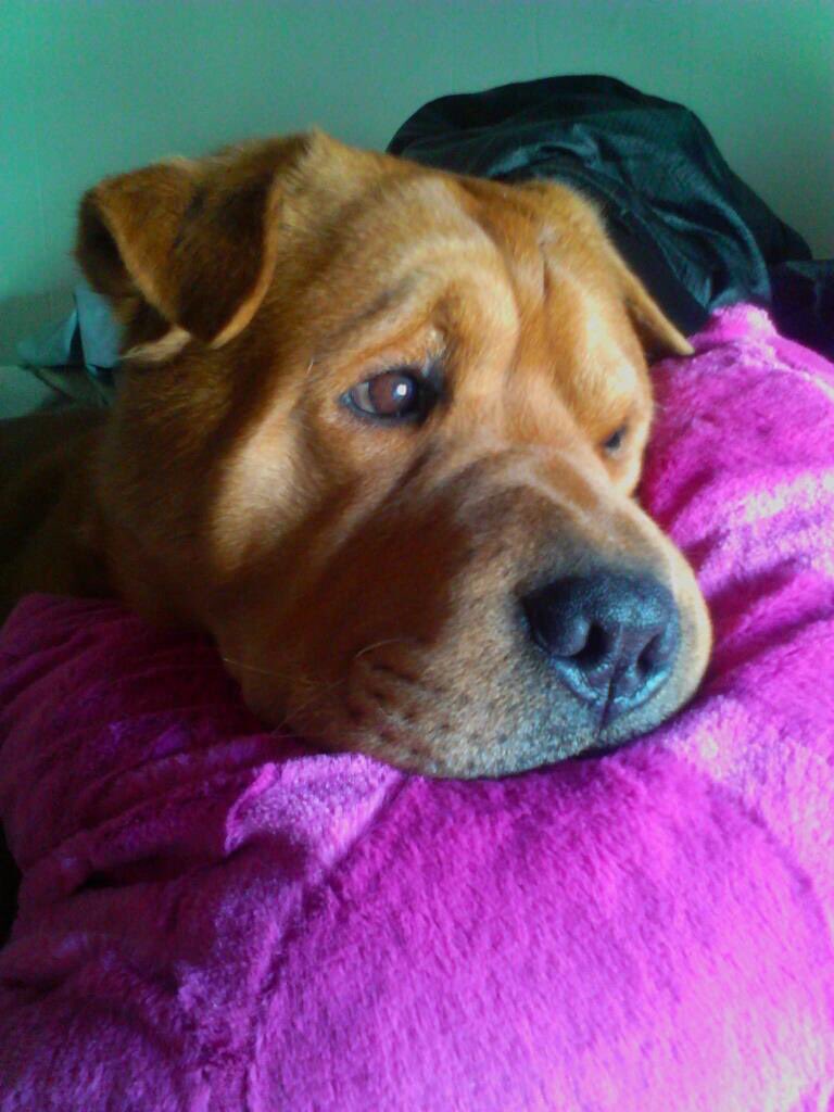 amarasgma's tweet photo. @JerasIkehorn He was the cutest dog ever. Rest in peace buddy. https://t.co/WXm6grKG18